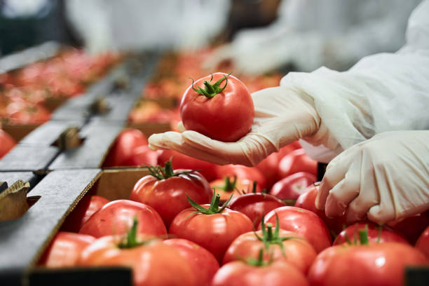 Cropped photo of an employee conducting the fresh produce quality control at the production site